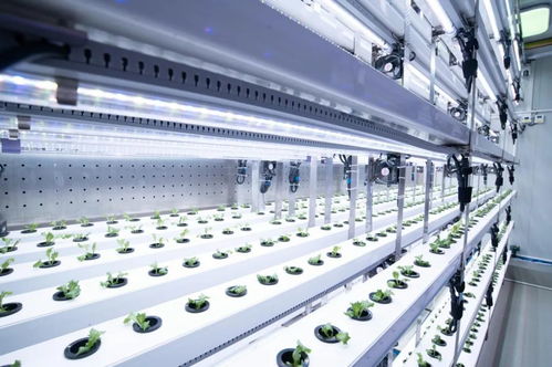 新農人的求索 既要種菜，也要種錢——信息科技賦能現代農業新路徑